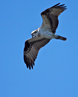 Osprey Hunting, Florida