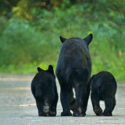 Mother with Cubs