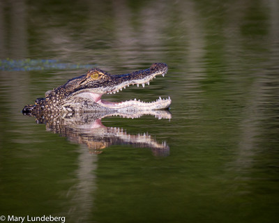 Alligator Yawning
