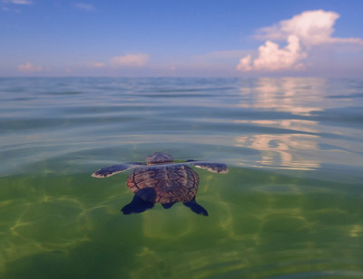 A_tiny_loggerhead_hatchling_swims_out_to_sea,_