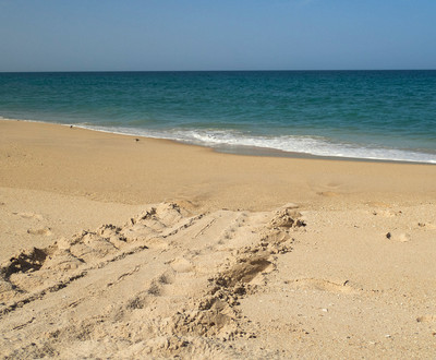 Green_sea_turtle_tracks_with_a_thin_tail_drag_mark