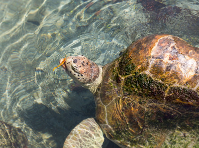 A_rescued_green_turtle_hit_by_a_boat_eats_vegetation
