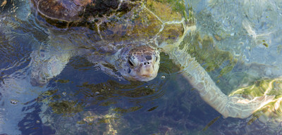 A_green_turtle_emerges_to_breathe