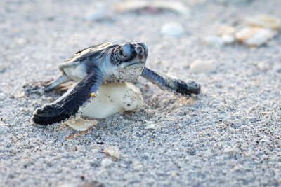 Green_Turtle_hatchling_climbs_over_a_shell