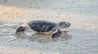 Green_Turtle_Hatchling_reaches_the_surf_on_Manasota_Key