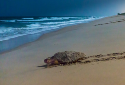 Green_turtle_lit_only_by_a_full_moon,_carries_sand_on_her_back_from_nesting_as_she_heads_back_to_sea