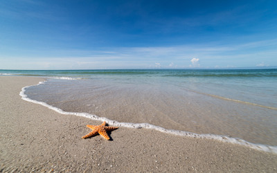 Starfish on Shore