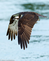 osprey flying