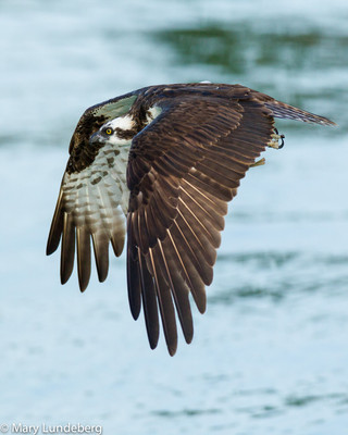 osprey flying