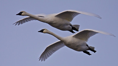 Pair Flying
