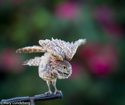 Owl stretch-9204