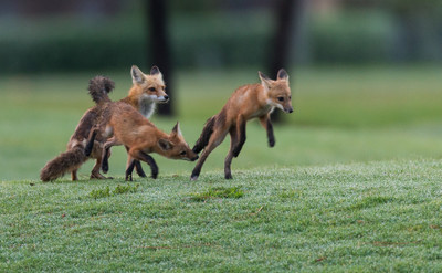 Kits Playing