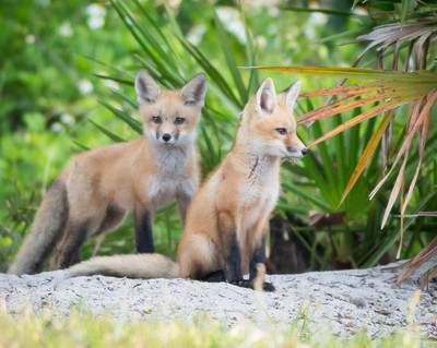 Two Kits