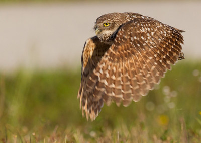 Adult_soaring