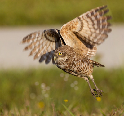 Adult_flying