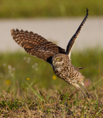 Adult_takeoff