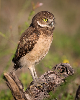Burrowing_owl_chick