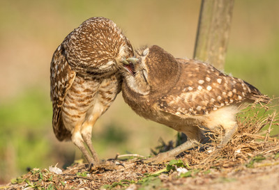 Feeding_time
