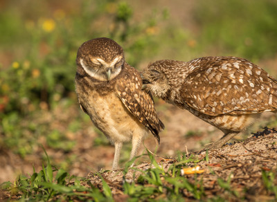Grooming_Chick