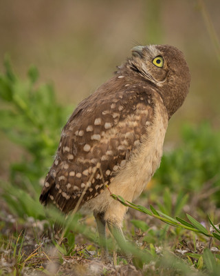 Is_that_a_hawk?
