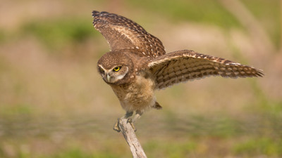 Juvenile testing wings