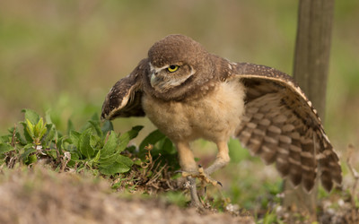 Juvenile_burrowing_owl_hunting