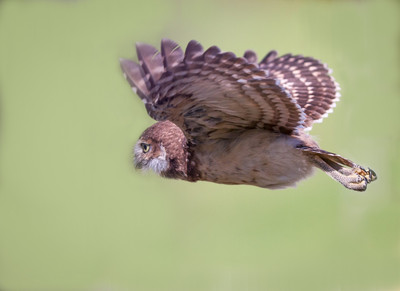 Juvenile_burrowing_owl_in_flight