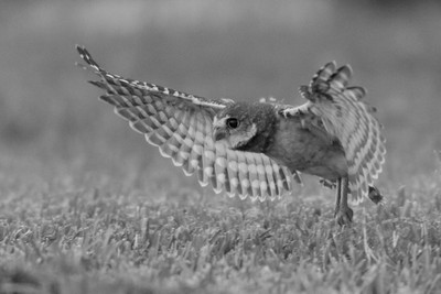 Juvenile_trying_to_fly