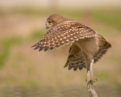 Lift_off