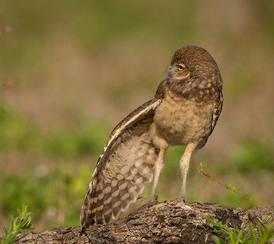 Morning_stretch