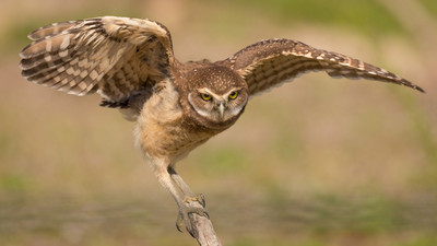 Testing_his_wings