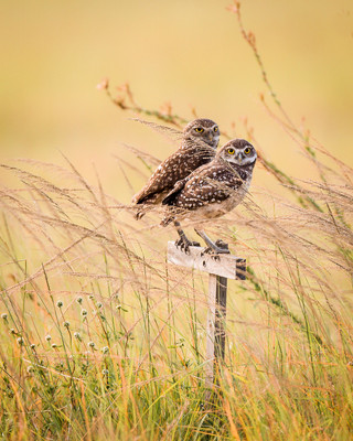 Owls in Golden Field