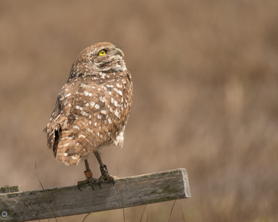 Banded