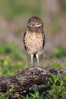 Chick_standing_on_log