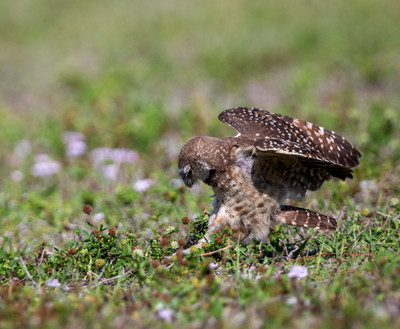 Fledgling