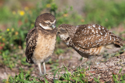 Grooming_2