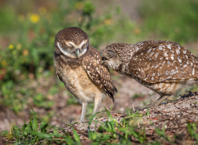 Grooming_Chick-2