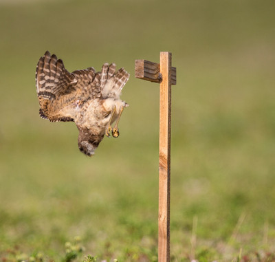 headfirst