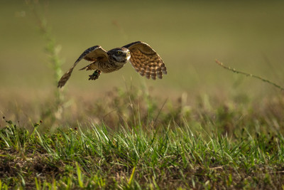 Hunting_2