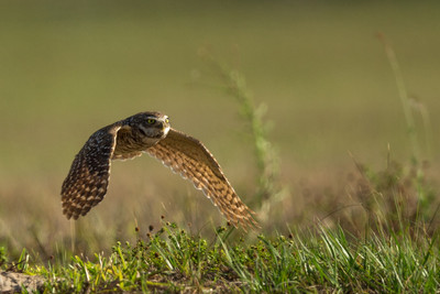 hunting