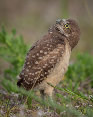 Is_that_a_hawk?