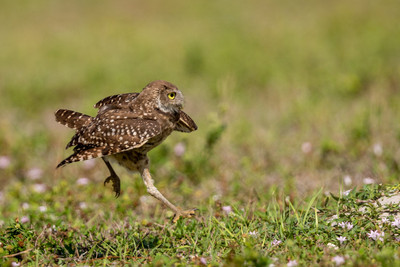 leaping