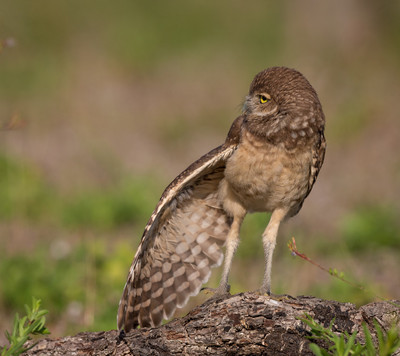 Morning_stretch