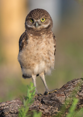 on_the_log