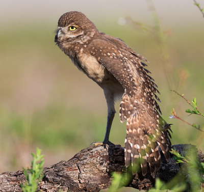 One_leg,_one_wing