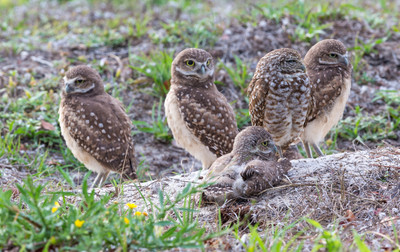 Owl_family