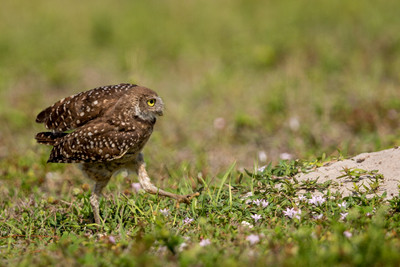 Stalking_the_beetle
