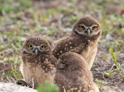 Three_chicks-2