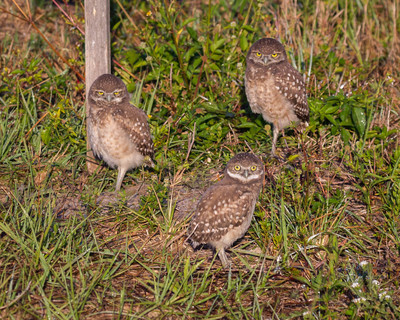 Three_little_ones