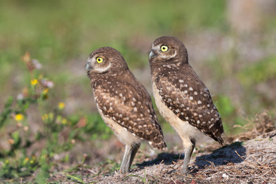 two_chicks